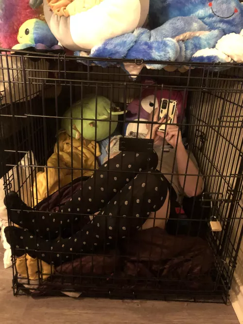 This puppy got put in a crate hehe