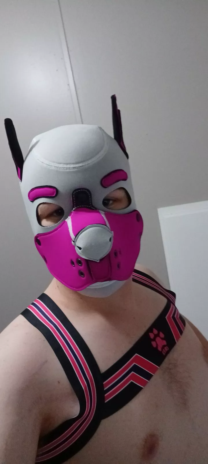 I GOT MY HOOD AND GEAR PUPS! i am shaking of joy!