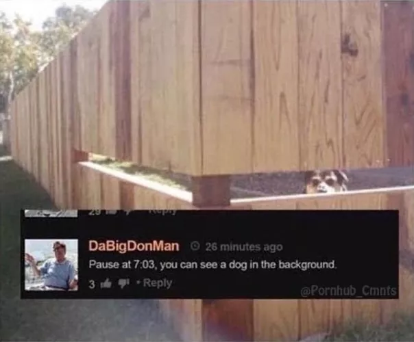 Dog waching life porn !