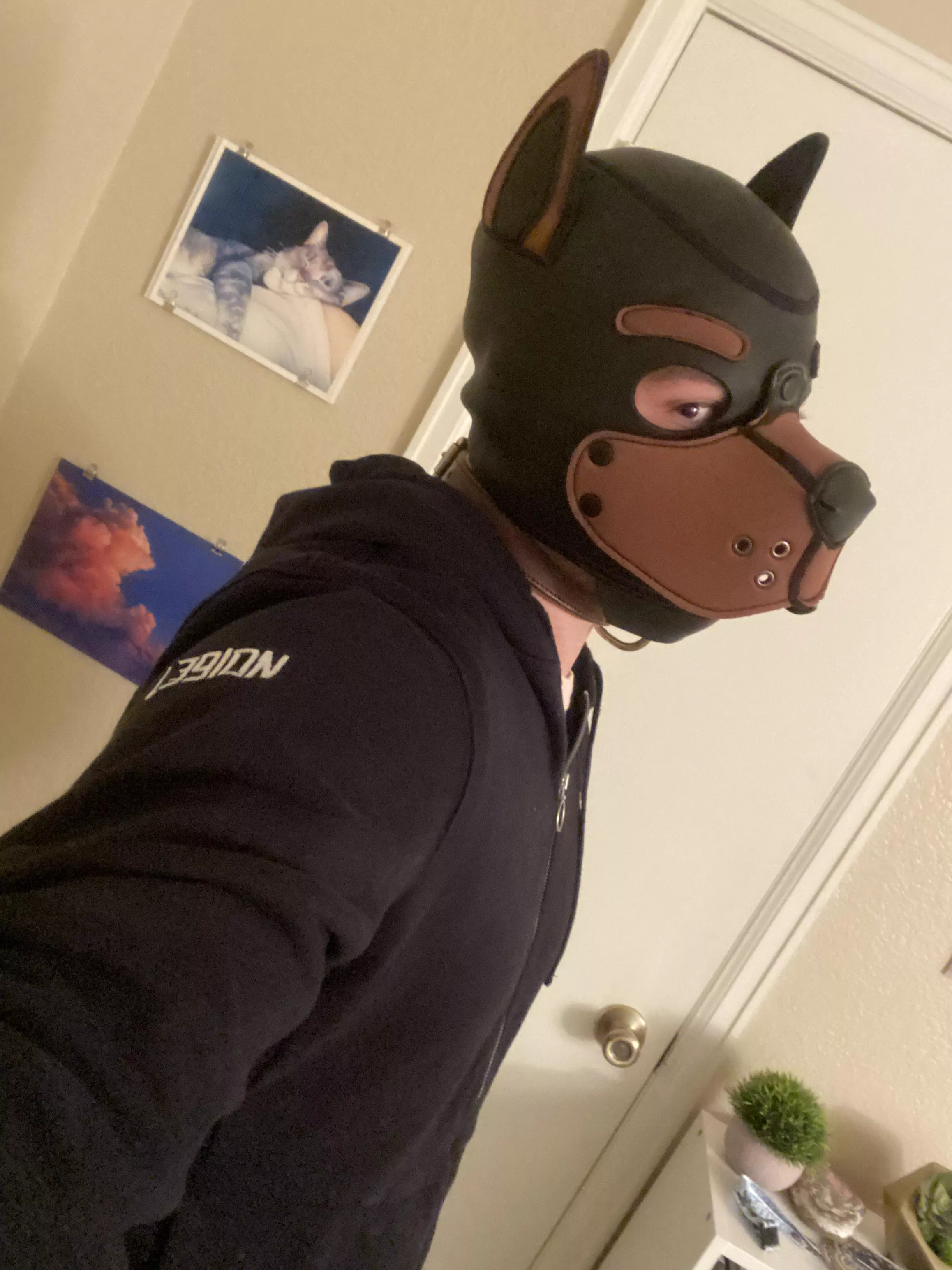 Are you ready to take me on a walk? 🦮