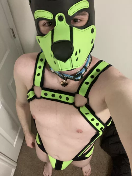 All geared out! 😊🐶 Now who wants to be my alpha?