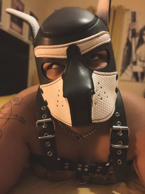 Pup’s face when you stick your bone in