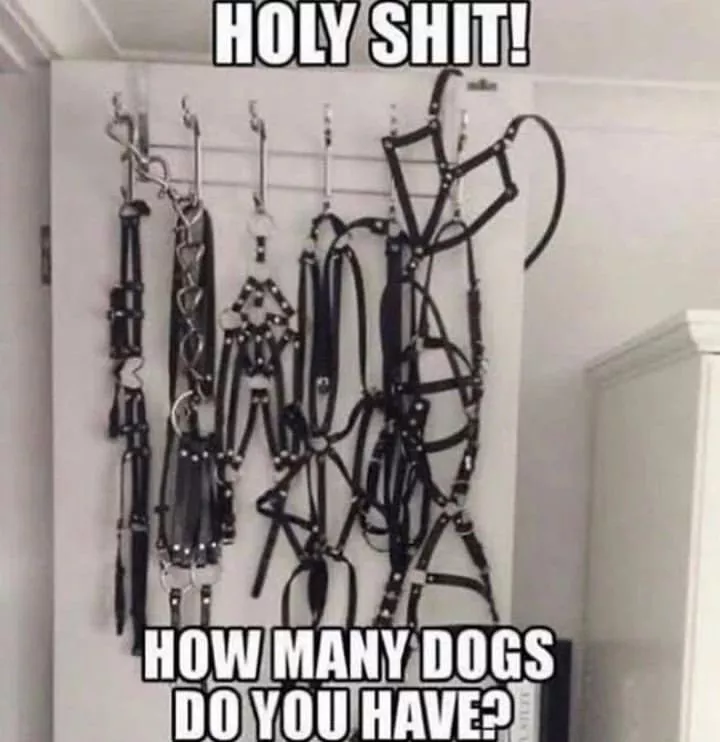 She must be a dog person fr