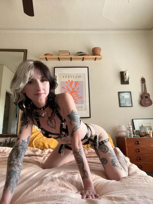 Do you like my new harness?