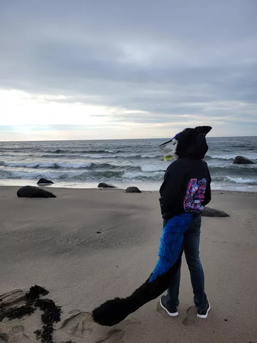 looking at the waves Wagging his Tail. Peaceful