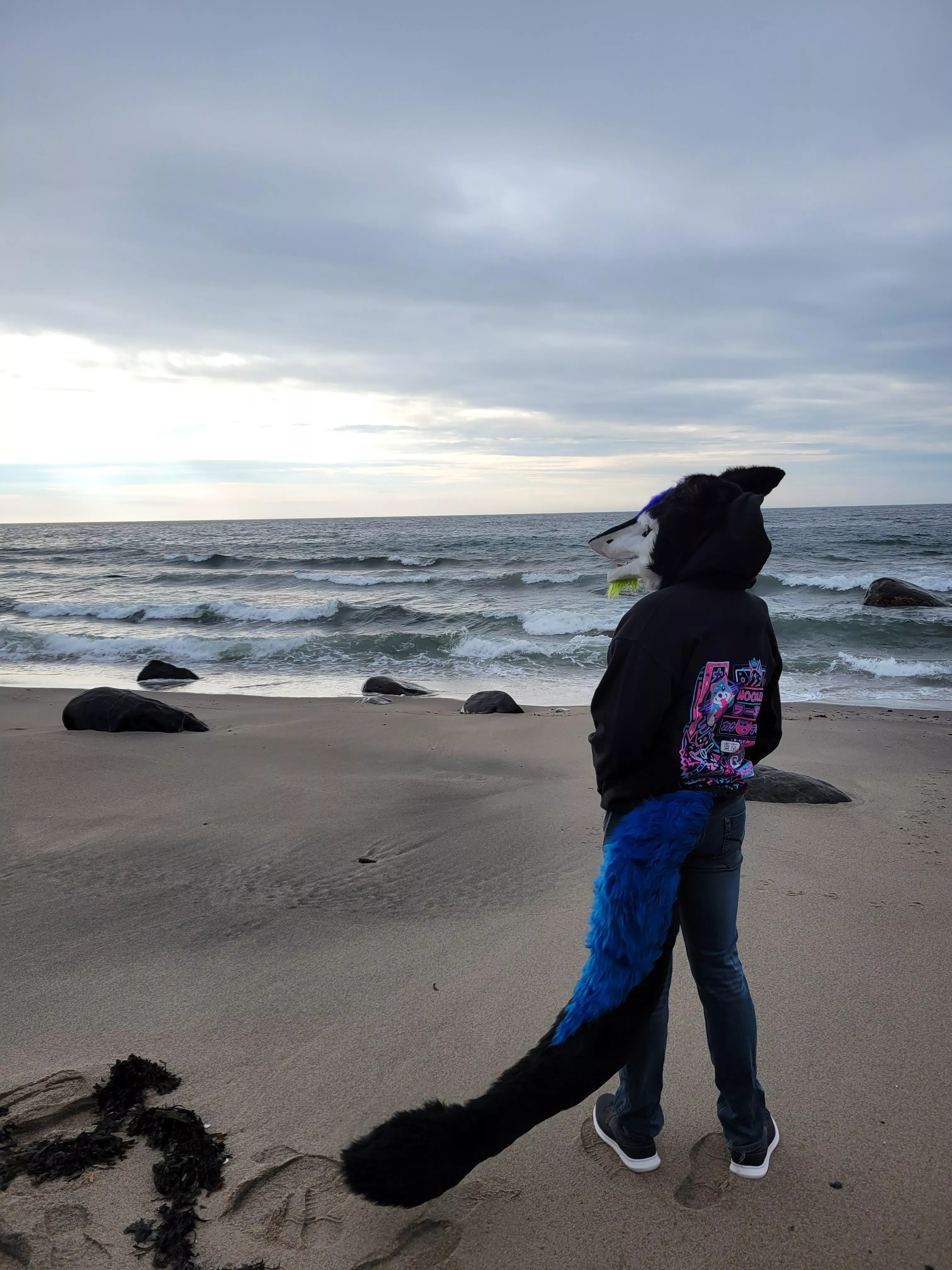 looking at the waves Wagging his Tail. Peaceful