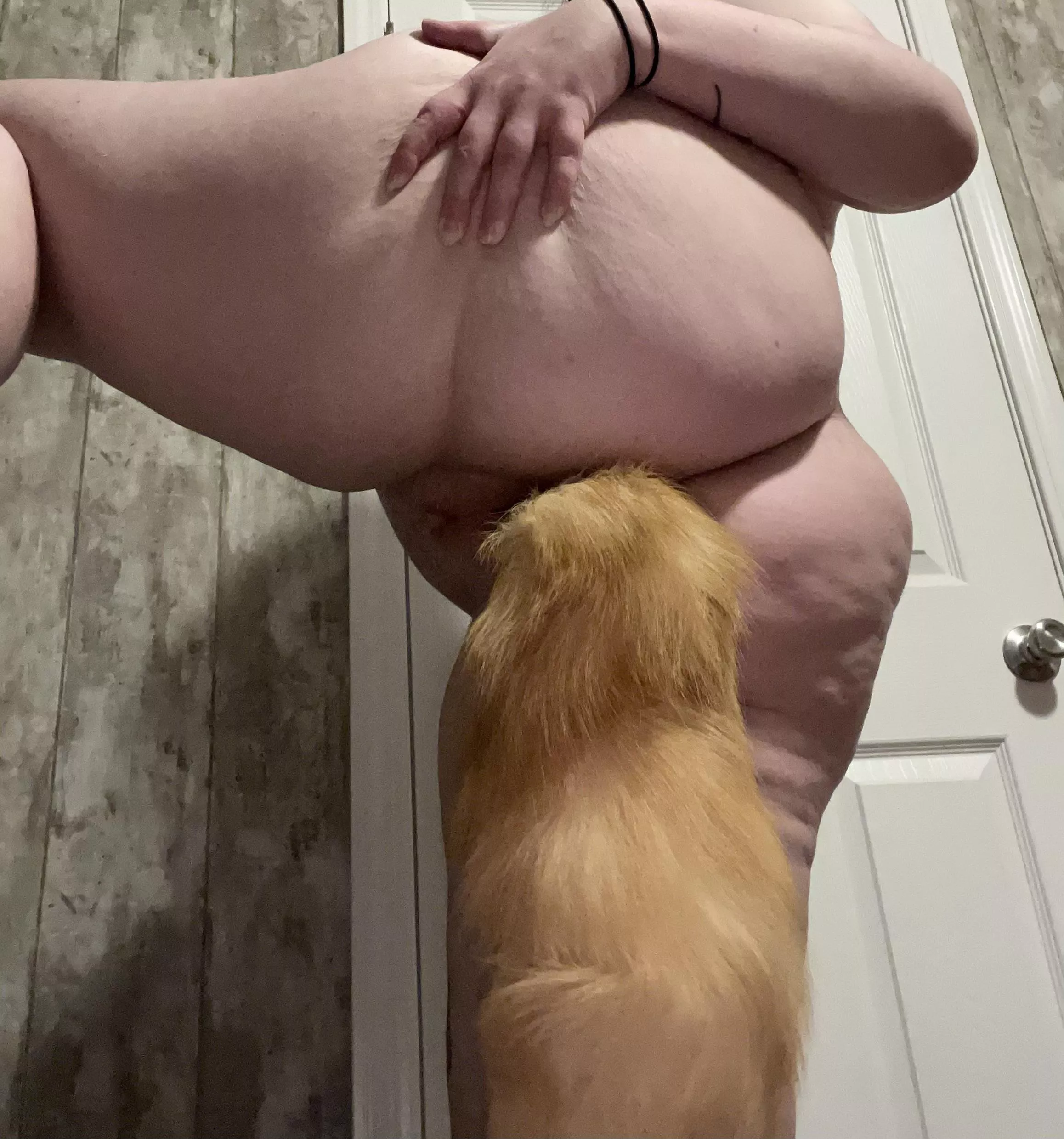 What color next? 🦊