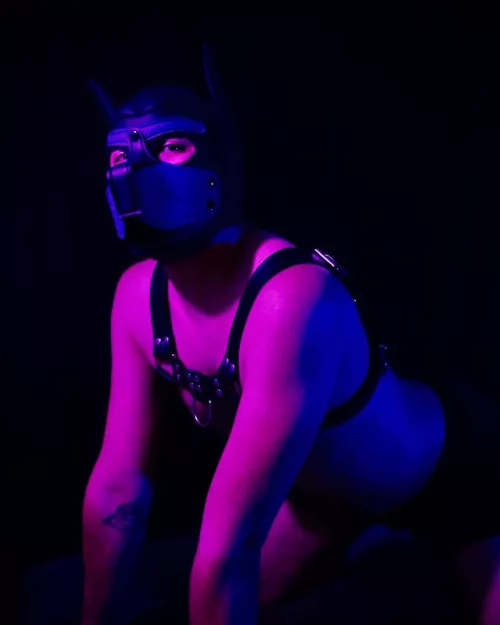 Pup After Dark 🐾🌙