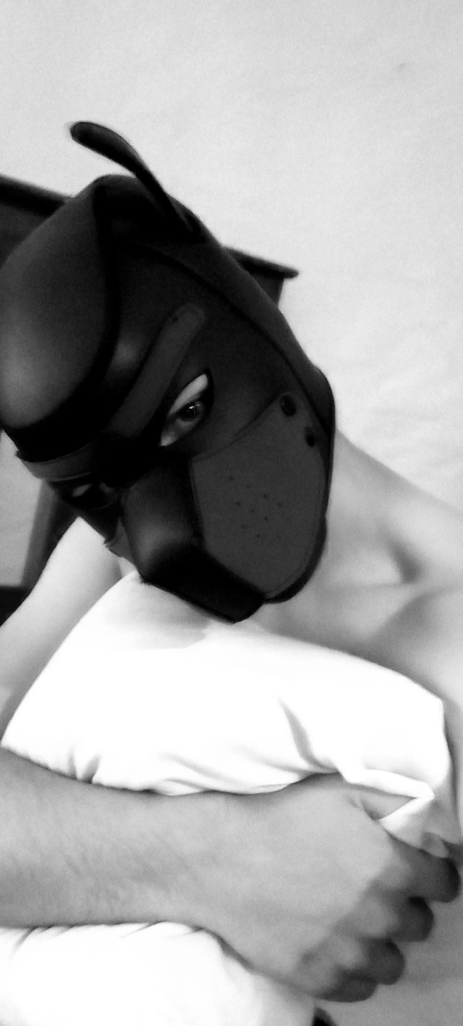 Pup looking for owner^^