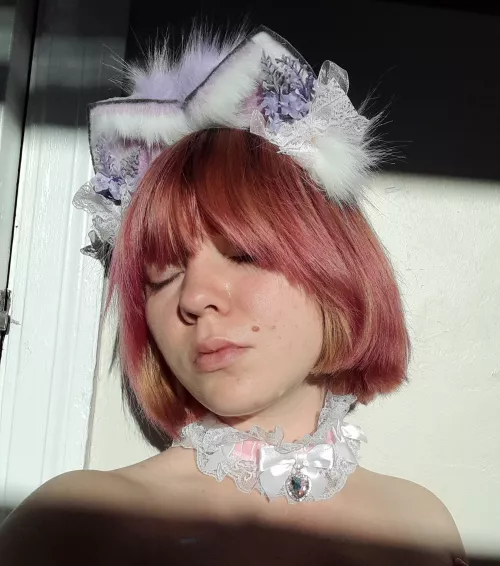 purring in the sunlight