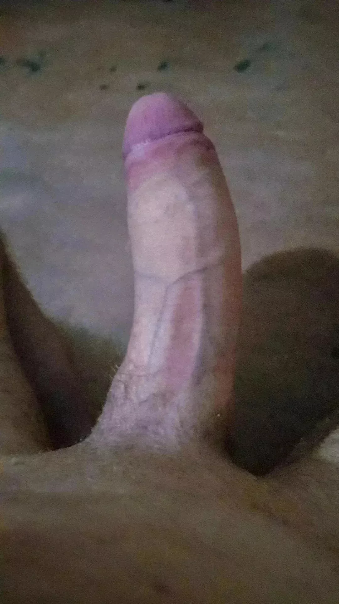 A literal horse cock