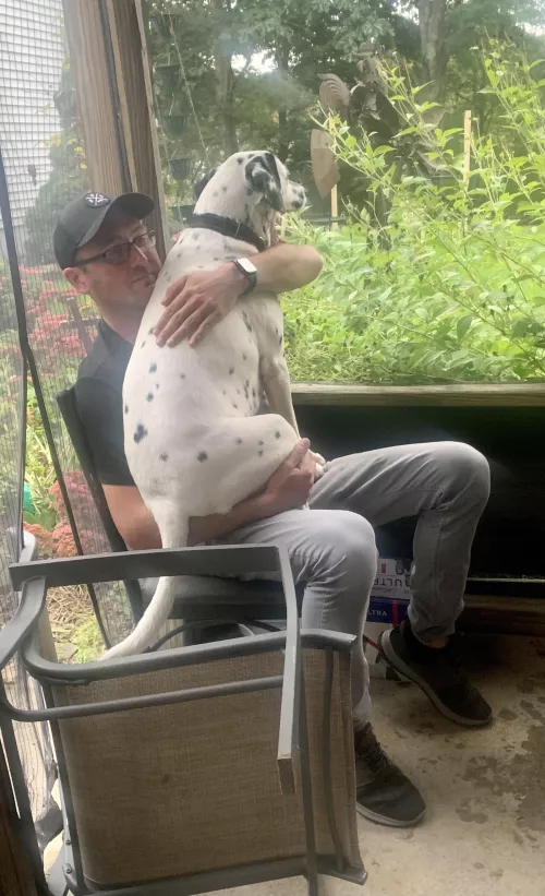 Thinks he’s a damn lap dog 😂