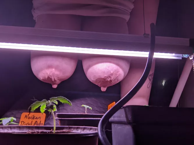 I put some sprouts into pots today! Alaskan diesel and critical strains. I definitely need to be (f)ertilizing more. What strain should I grow next?