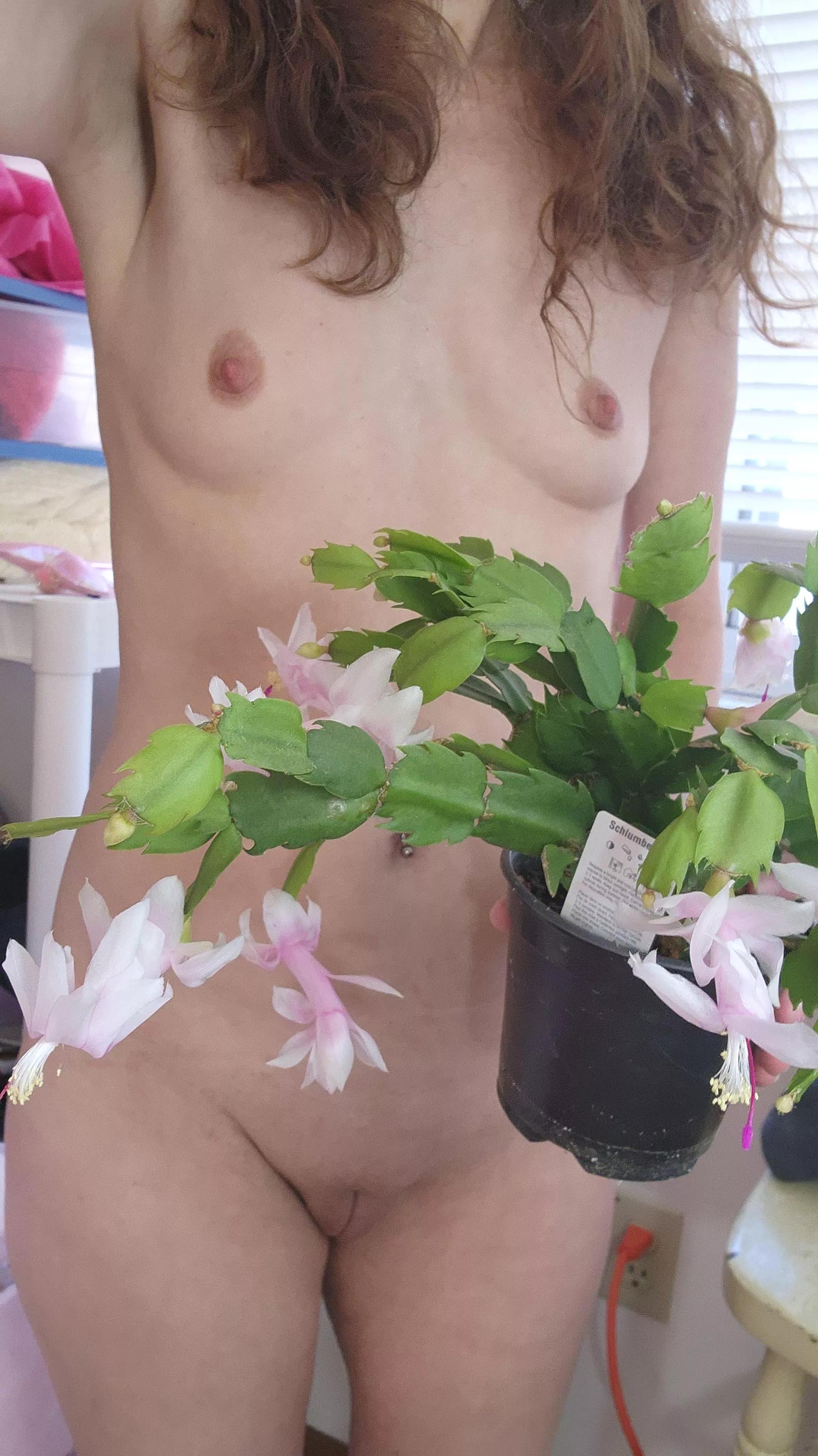 My Christmas cactus is already blooming!