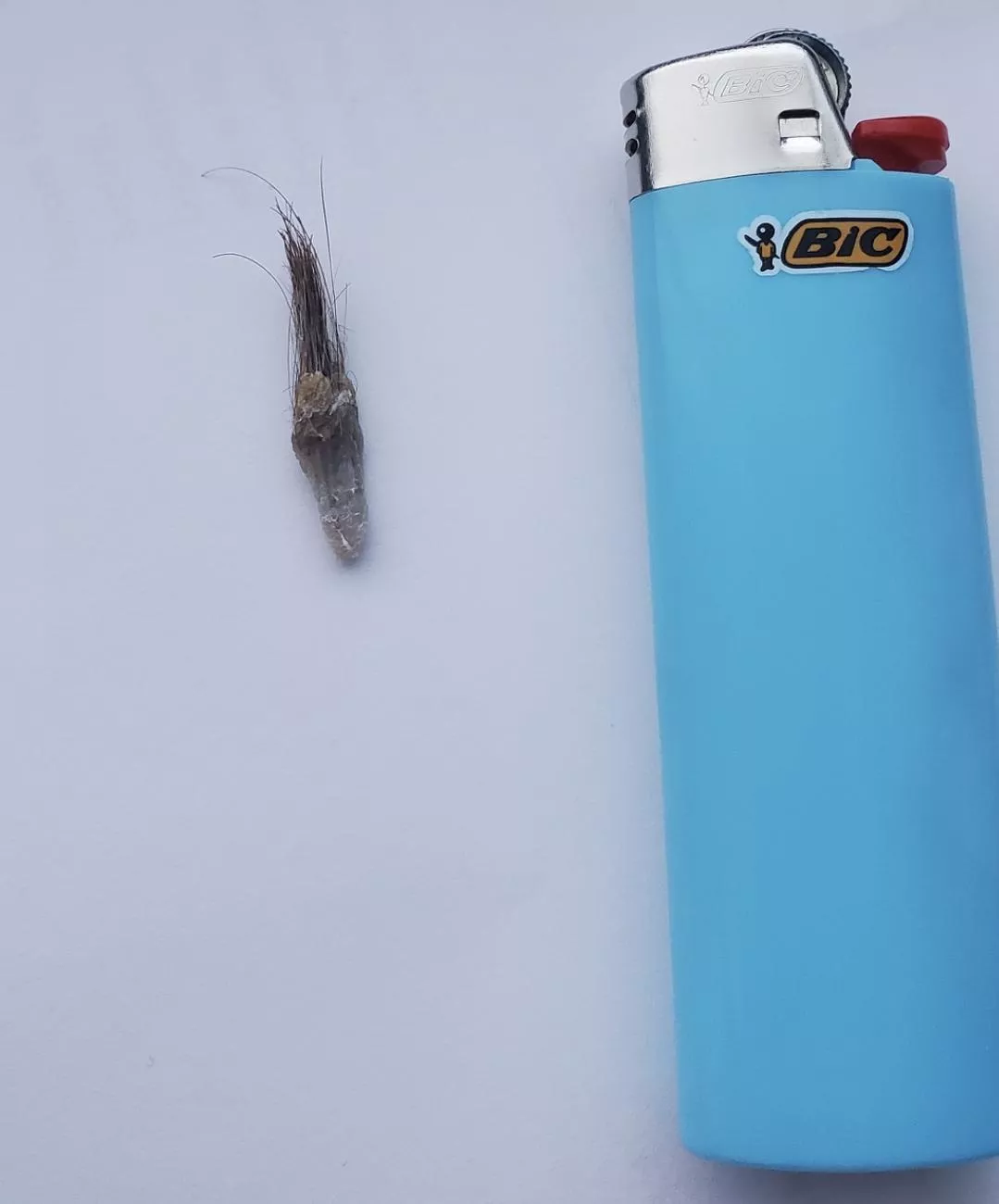 TIL what an umbolith/naval stone is! Pulled this from my bf's bellybutton.