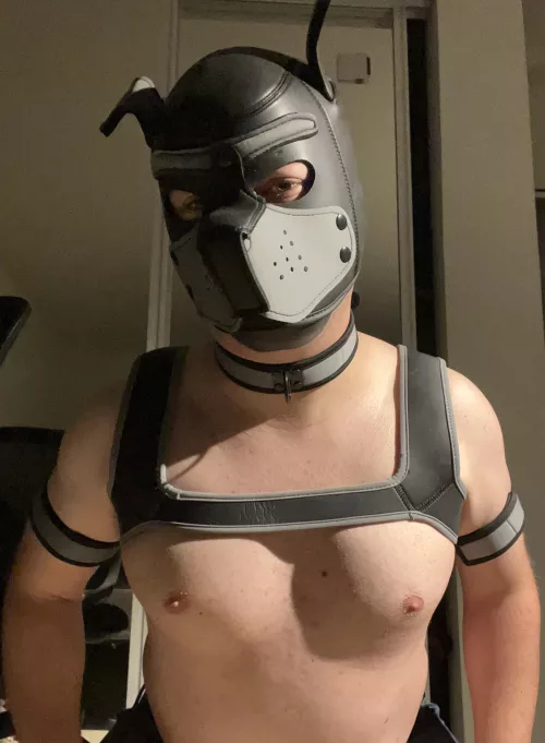 My first pup gear finally arrived and it makes me feel so good. How do I look?