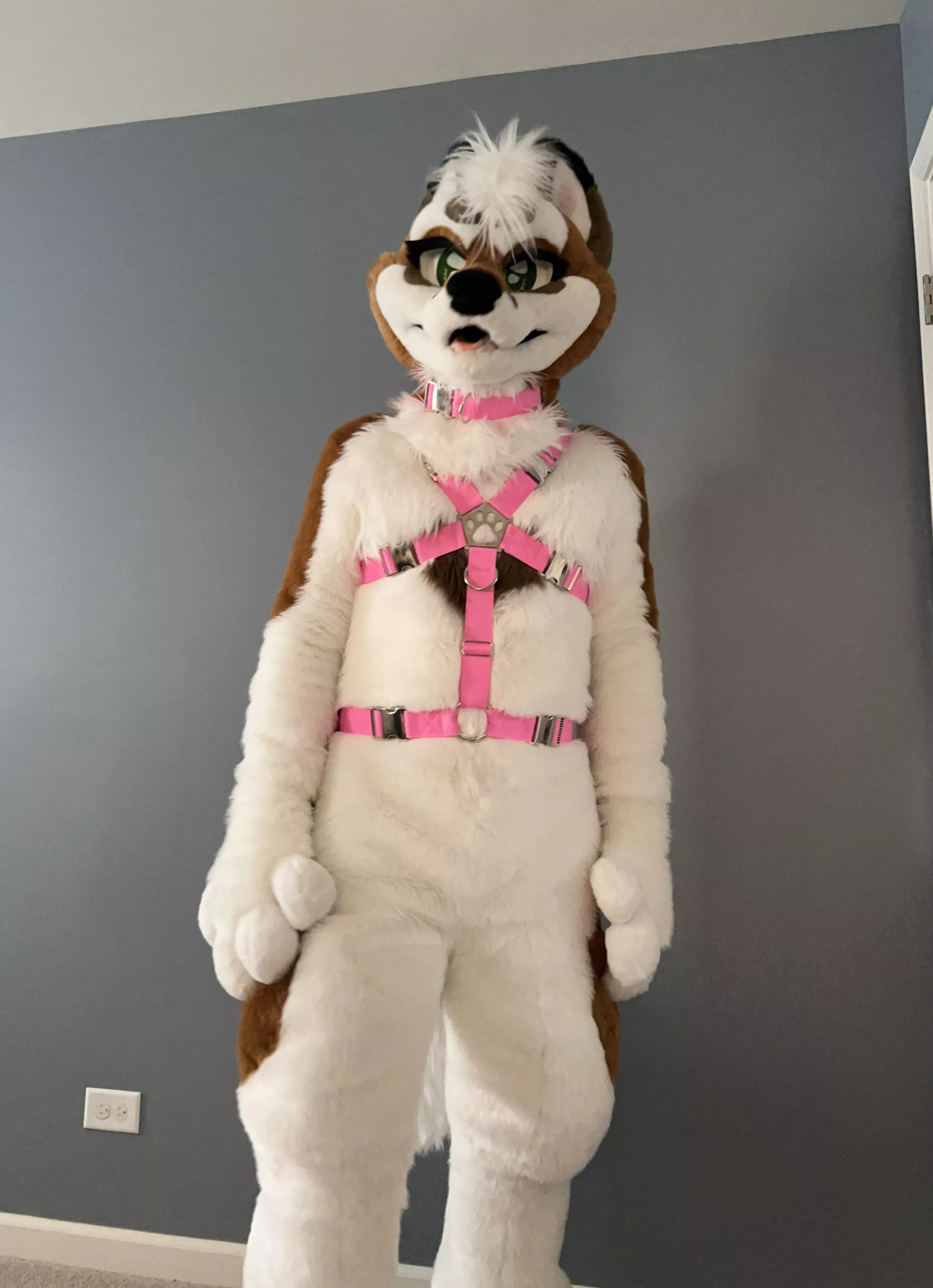 New Harness. Just need it tugged now.