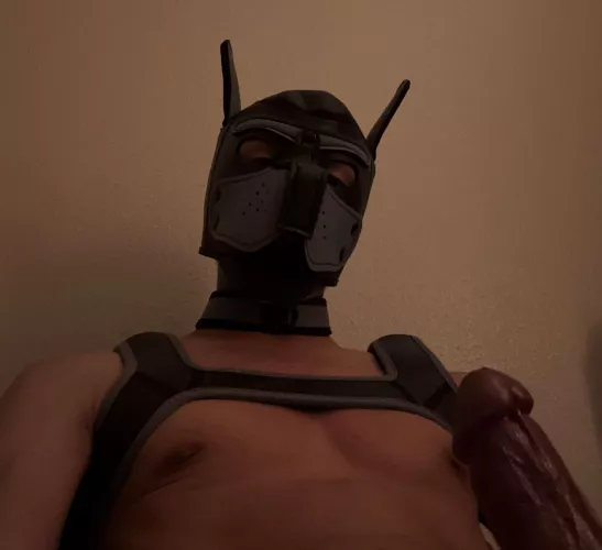 New pup here, I just want to play with another bone or for someone to play with mine🐶