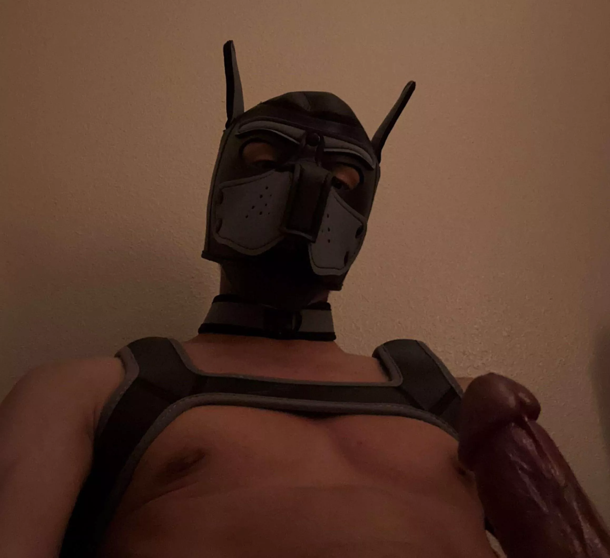 New pup here, I just want to play with another bone or for someone to play with mine🐶