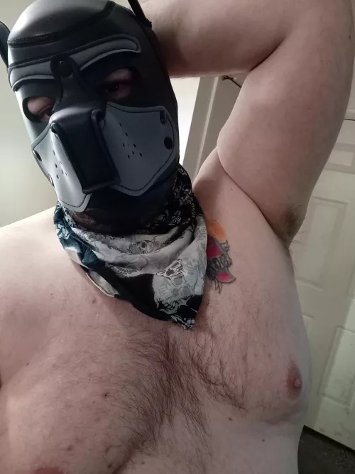 New pup who wants to just show off and have some fun 😉