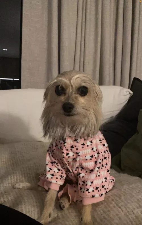 Polly gets cold at night.