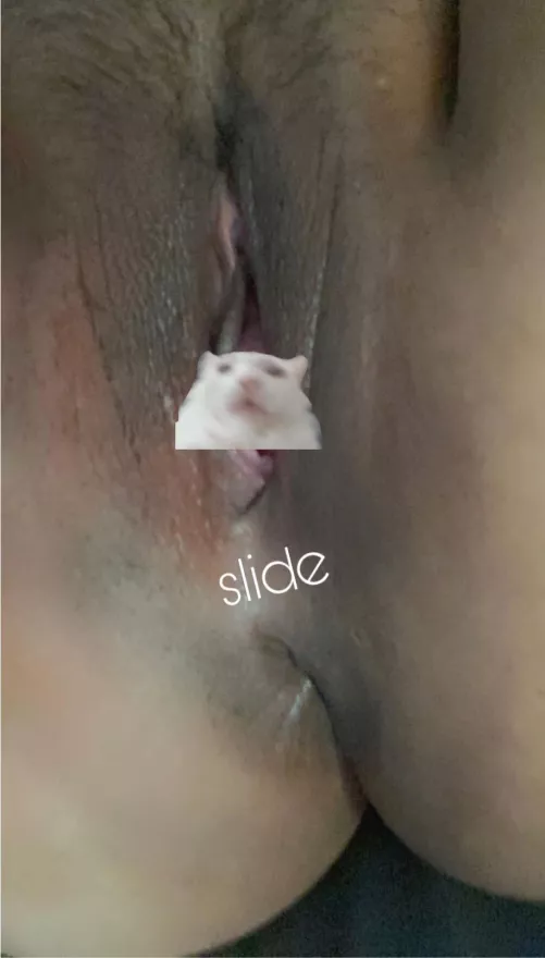 There are times that I fantasize about getting railed so hard my pussy and asshole rips 🙈 Want to take mr. hamsters place? [F]