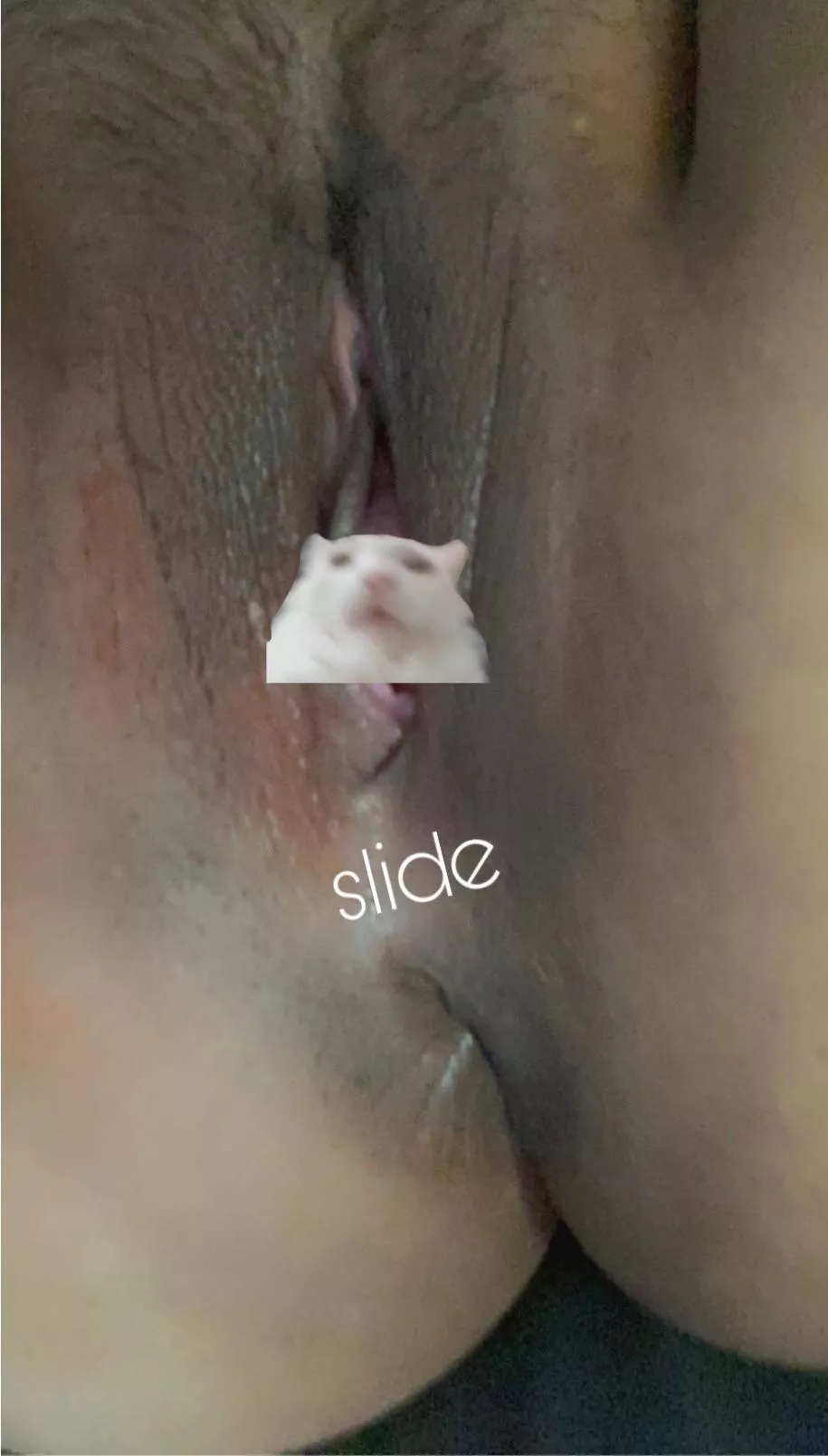 There are times that I fantasize about getting railed so hard my pussy and asshole rips 🙈 Want to take mr. hamsters place? [F]