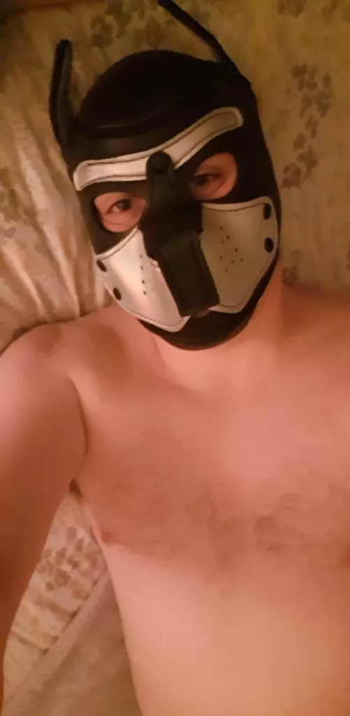 Good morning, Pups and Masters