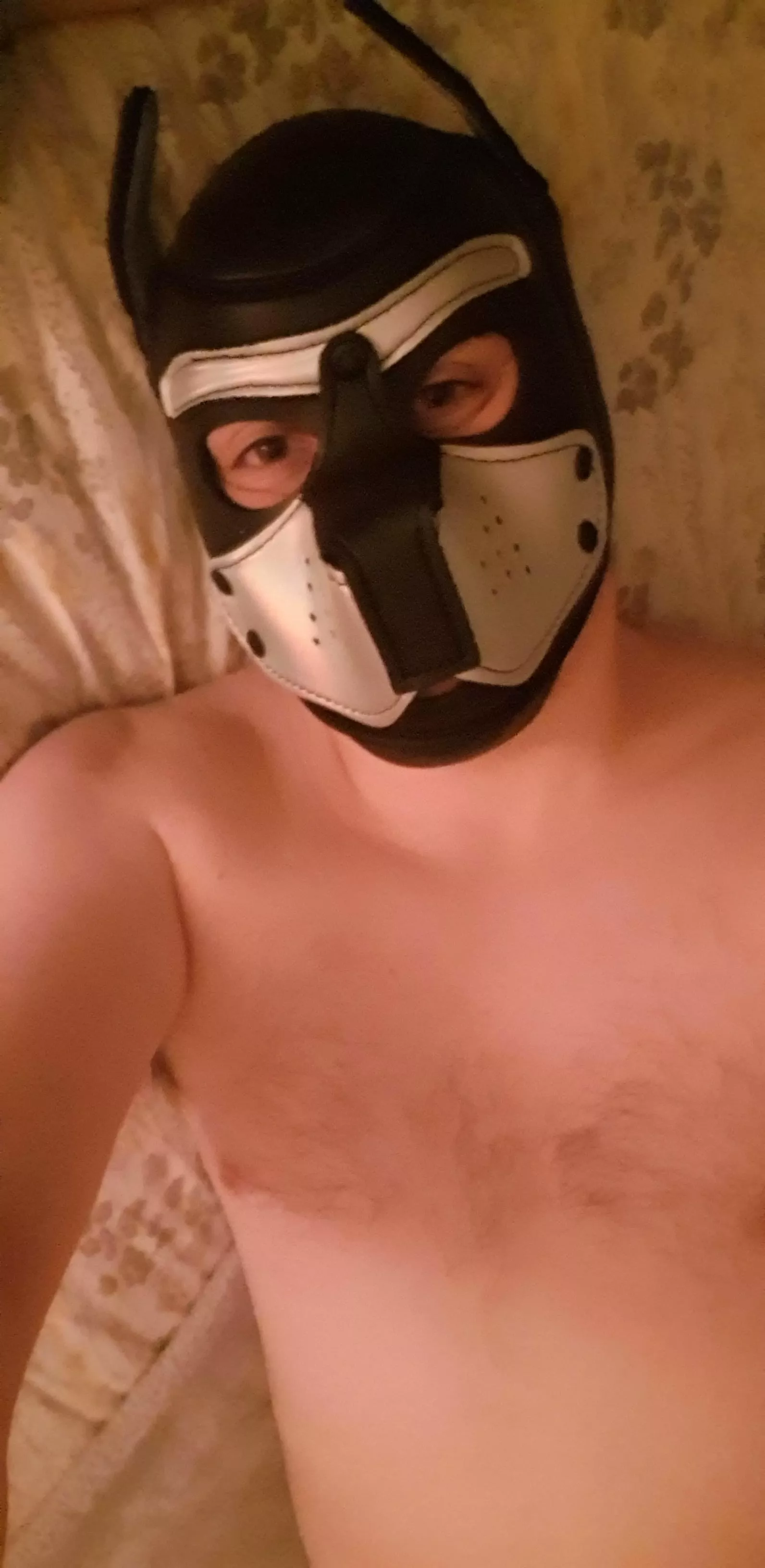 Good morning, Pups and Masters