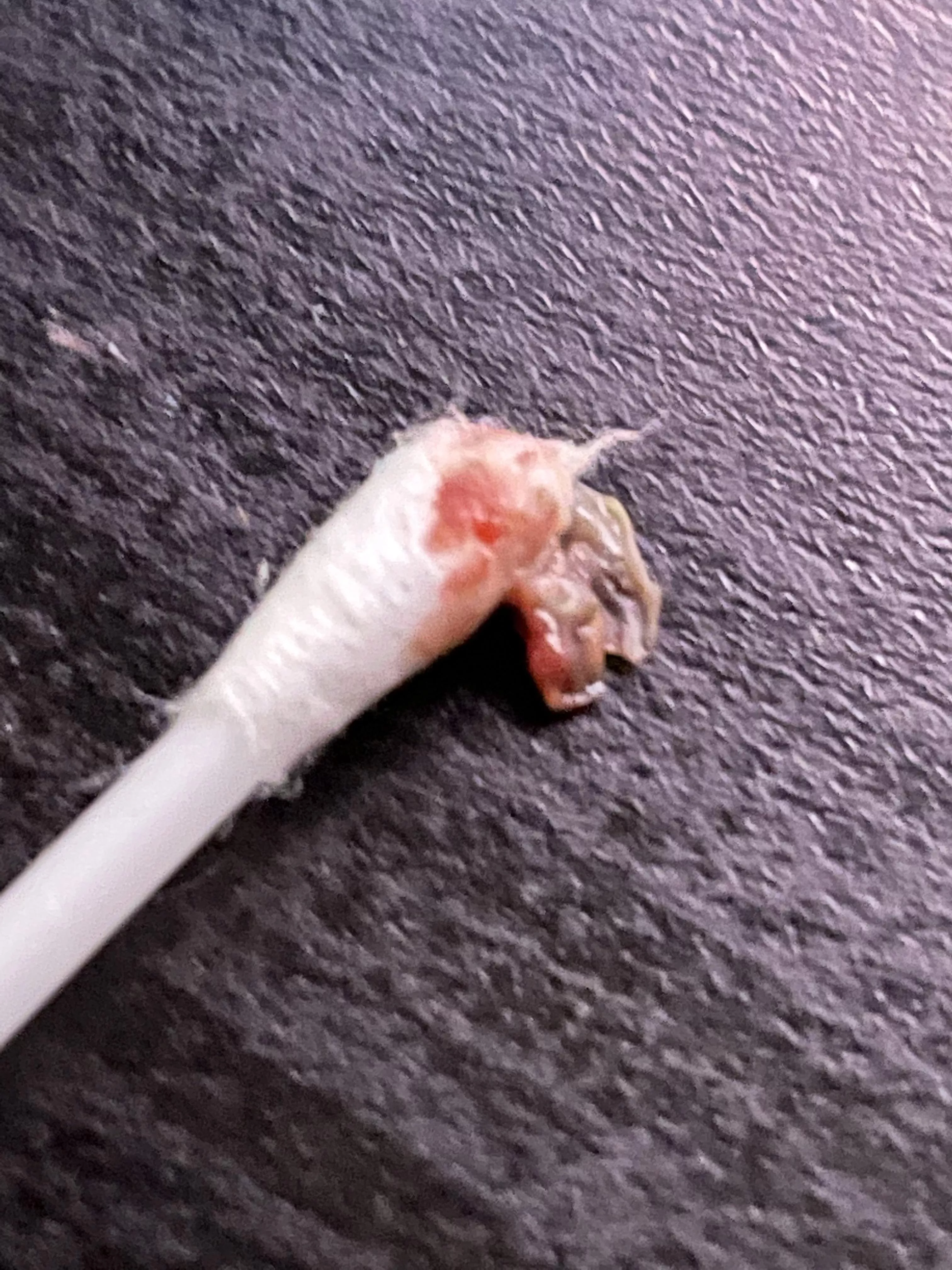 Not a pop, but the relief I get from pulling this out of my ear is divine. Had this ear infection since September.