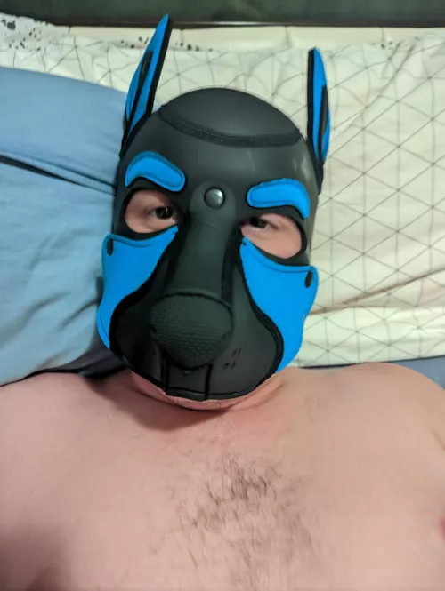 puppy needs to be punished