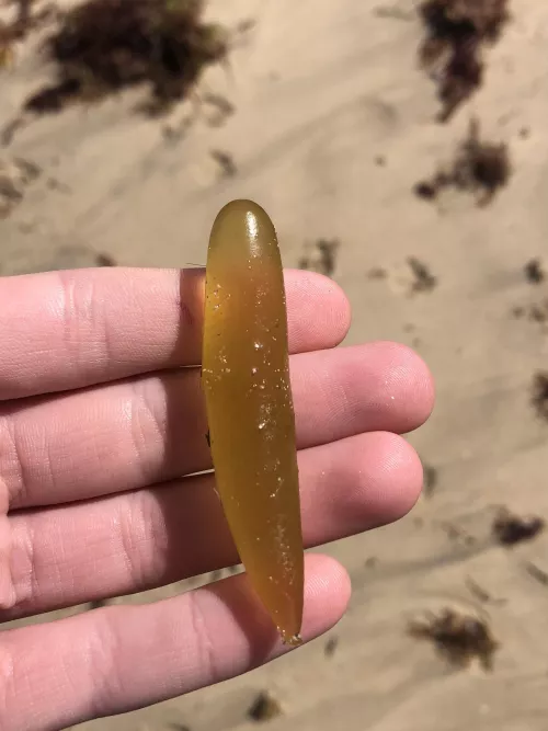 Can anyone tell me what this is? I find heaps of them and they are full of a thick gloopy liquid.