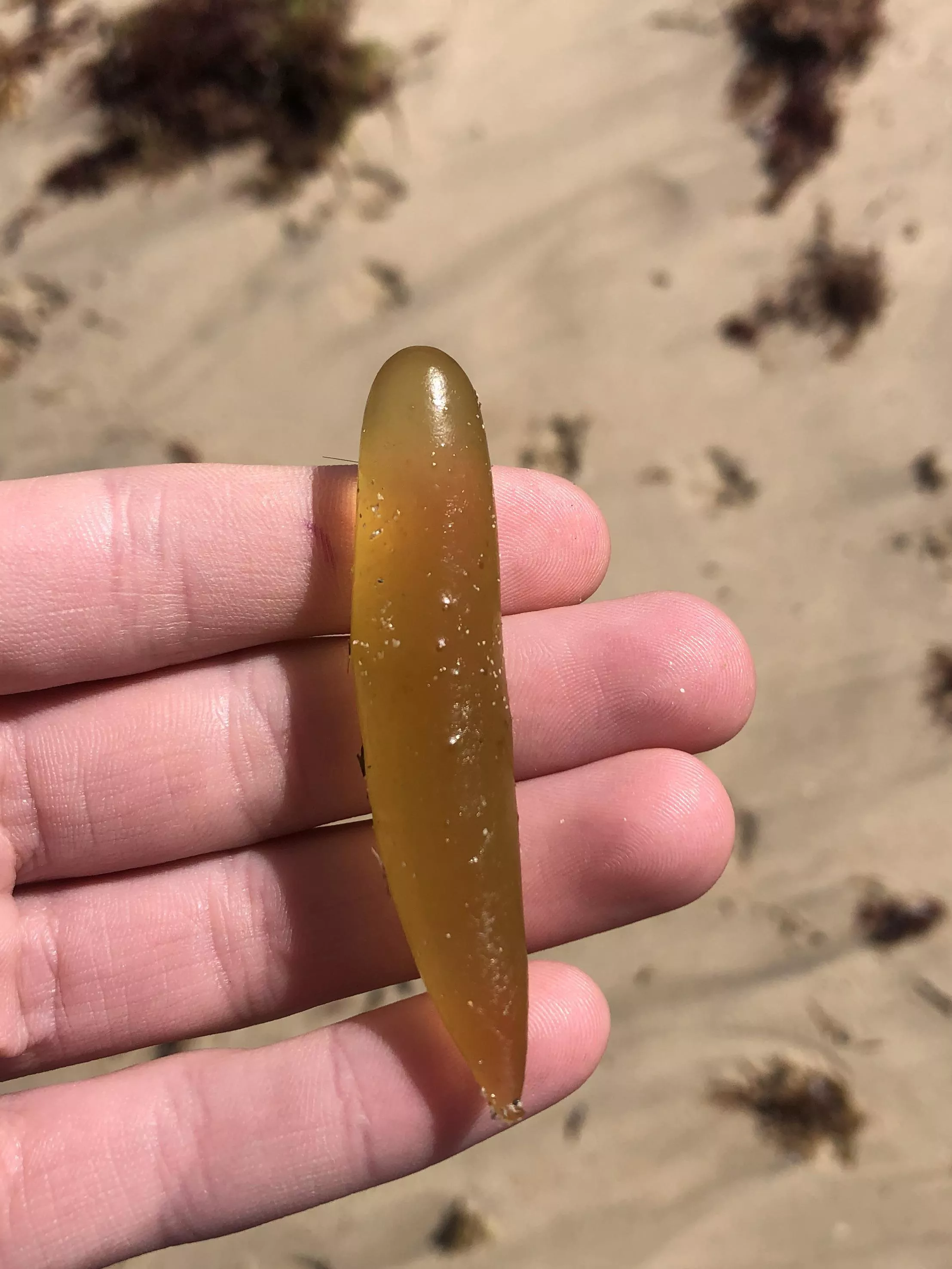 Can anyone tell me what this is? I find heaps of them and they are full of a thick gloopy liquid.