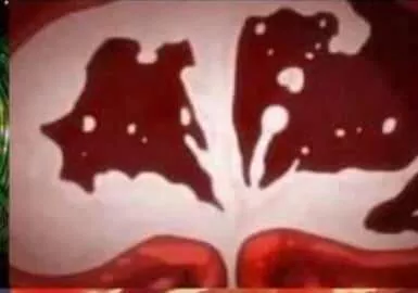 Sauce of this Hanime