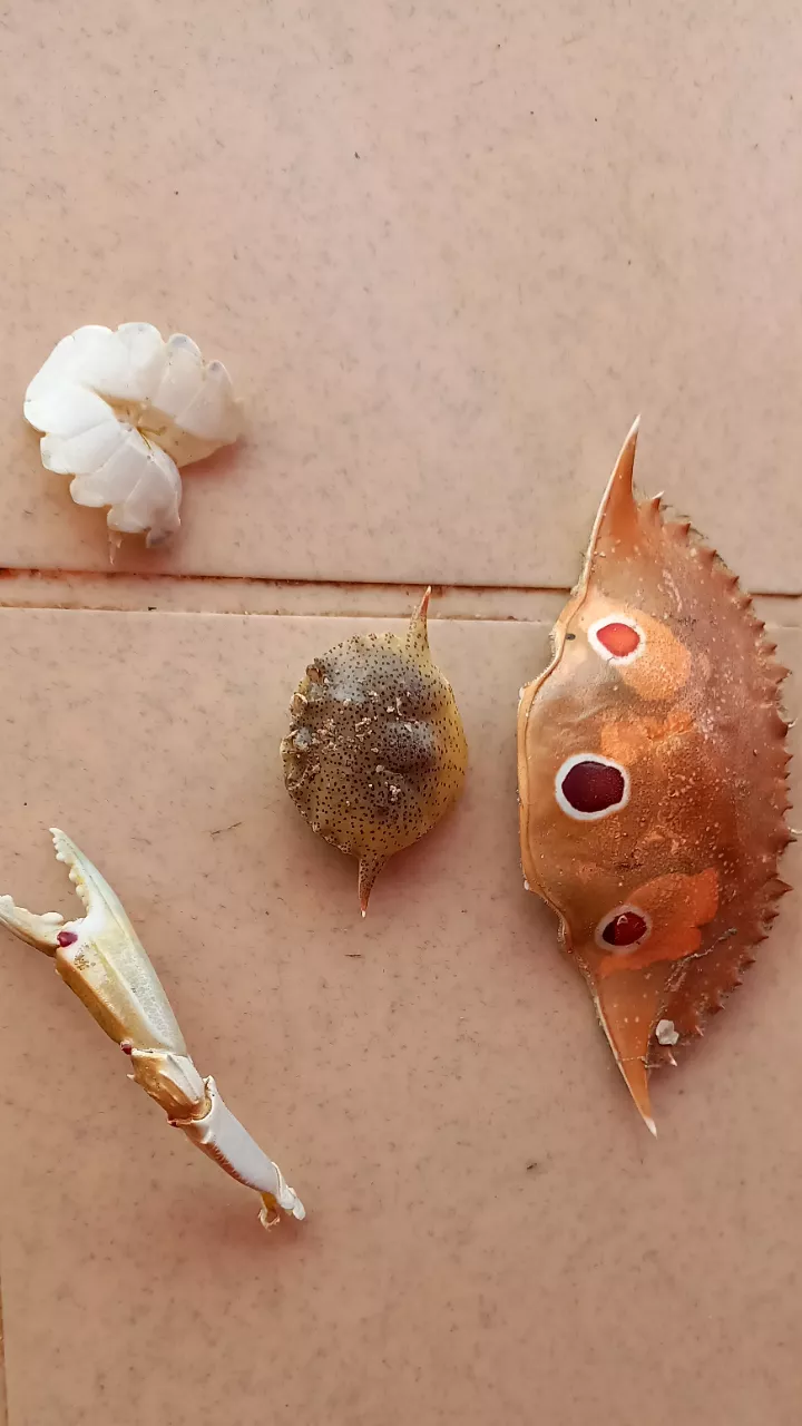 Can anyone confirm what animals are these from?