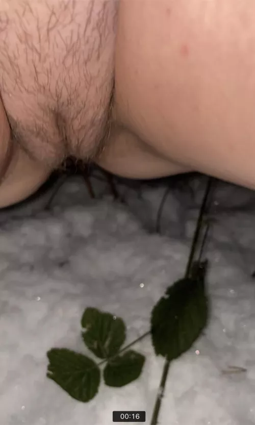 Finding a nice public spot to pee on my dog walk last night ❄️