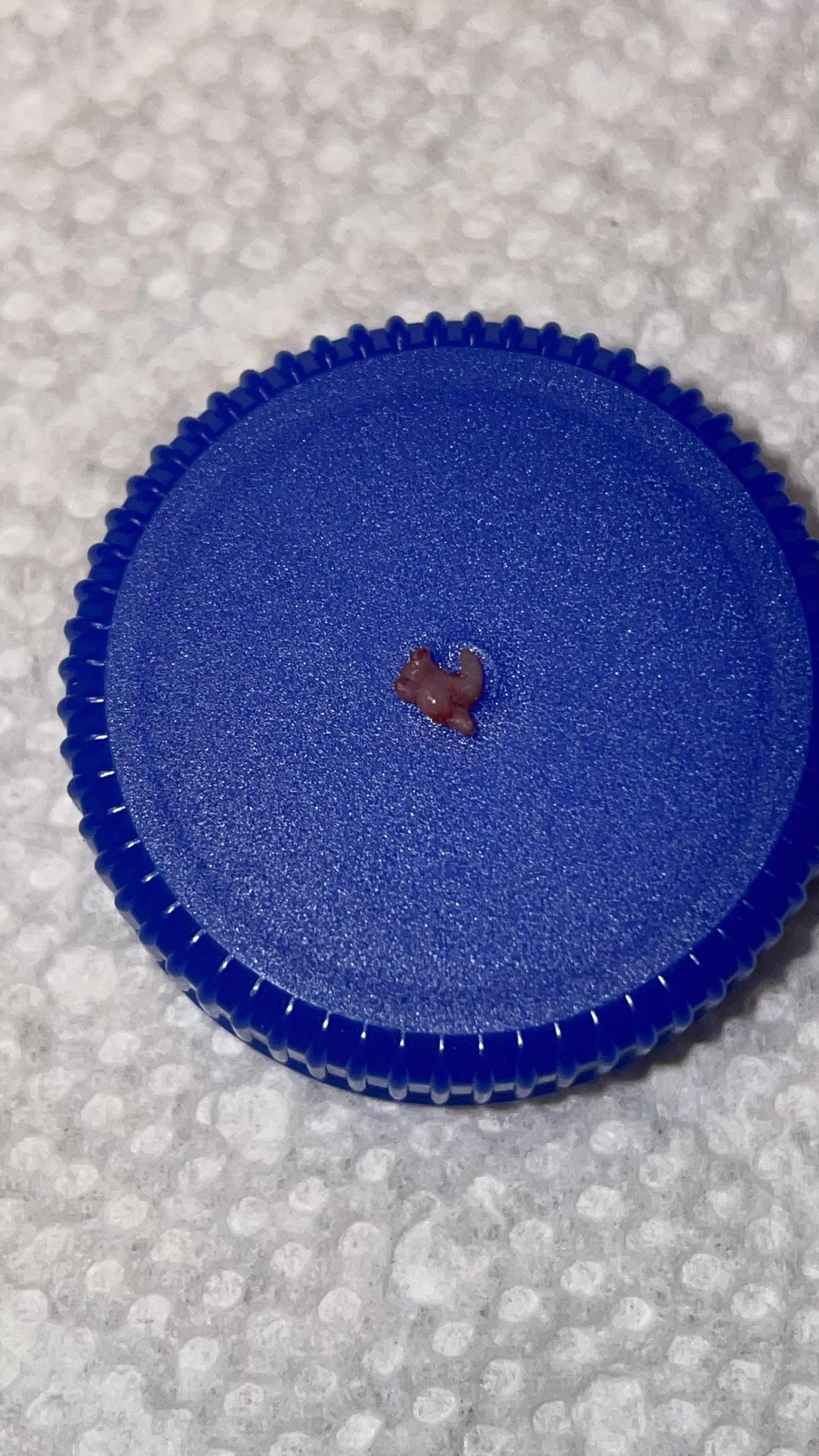 Not sure if it’s a sac or core? Popped this out of my boil on my thigh last night. Never had one like it. I have HS. It was rubbery and firm