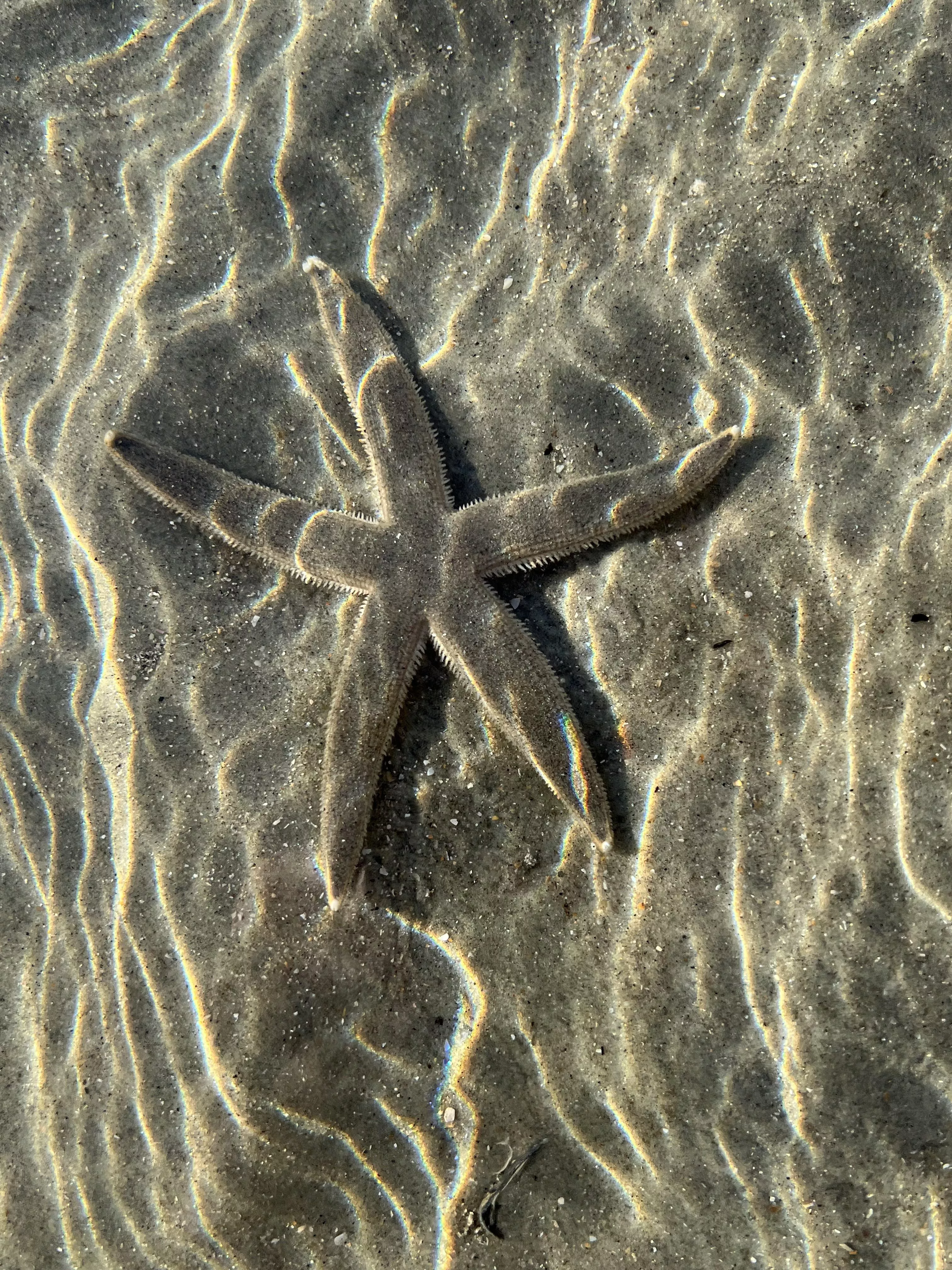 Beautiful starfish at sunrise