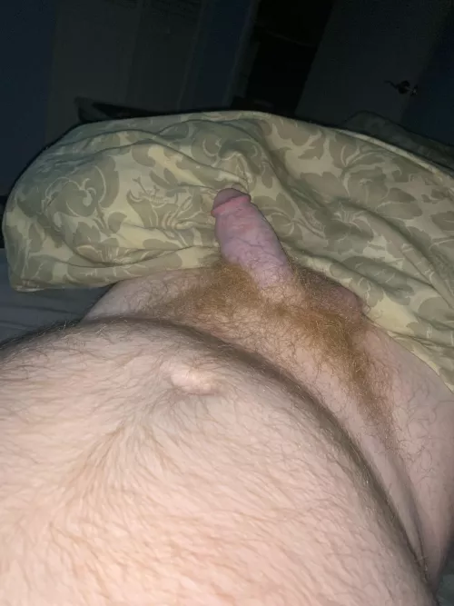 Ginger fur and belly