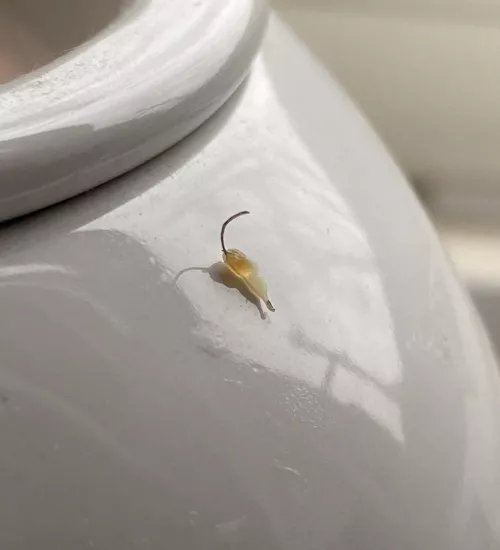 Plucked this from my pubic area (SFW). Here you are, you lovely freaks.