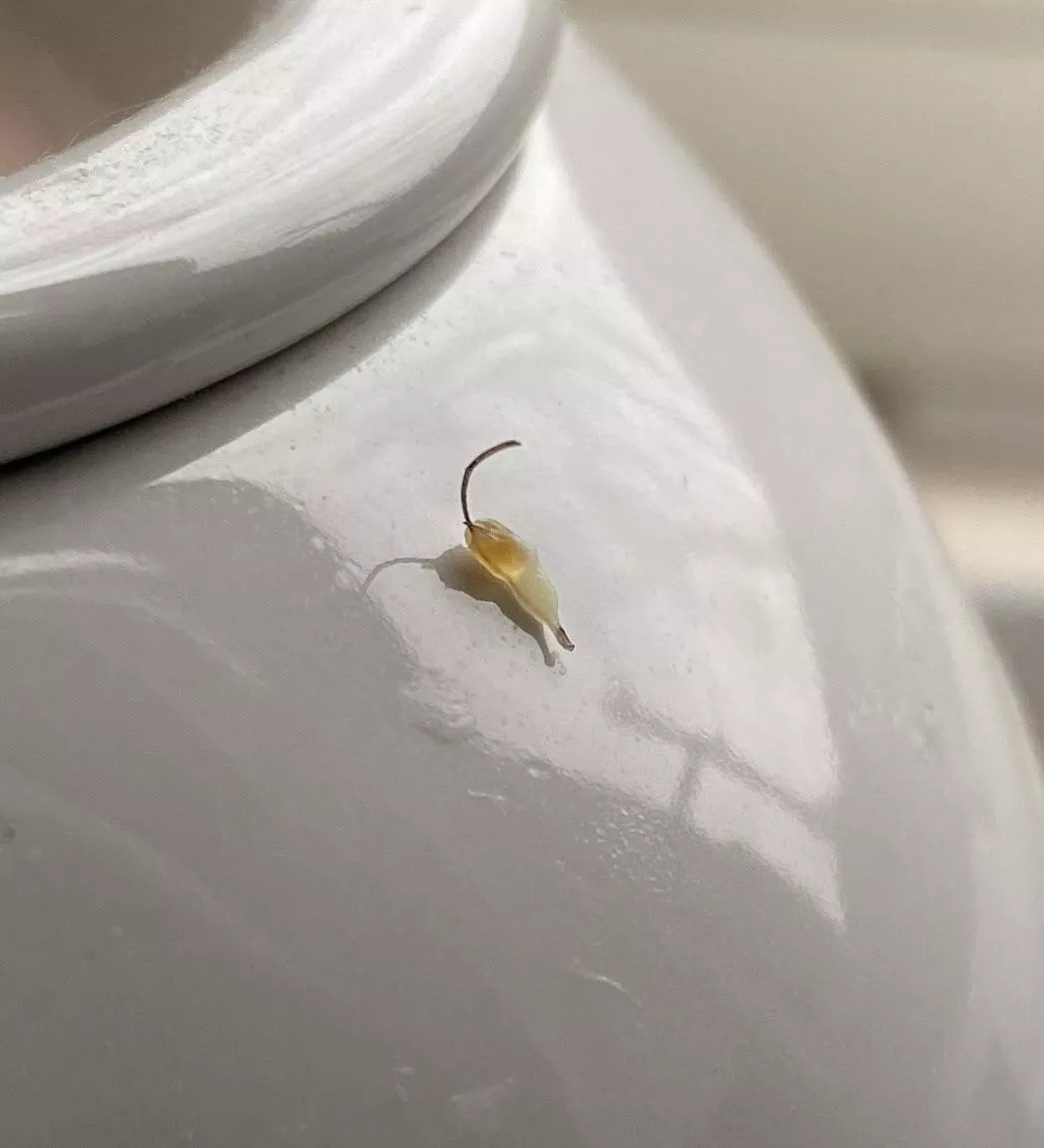 Plucked this from my pubic area (SFW). Here you are, you lovely freaks.