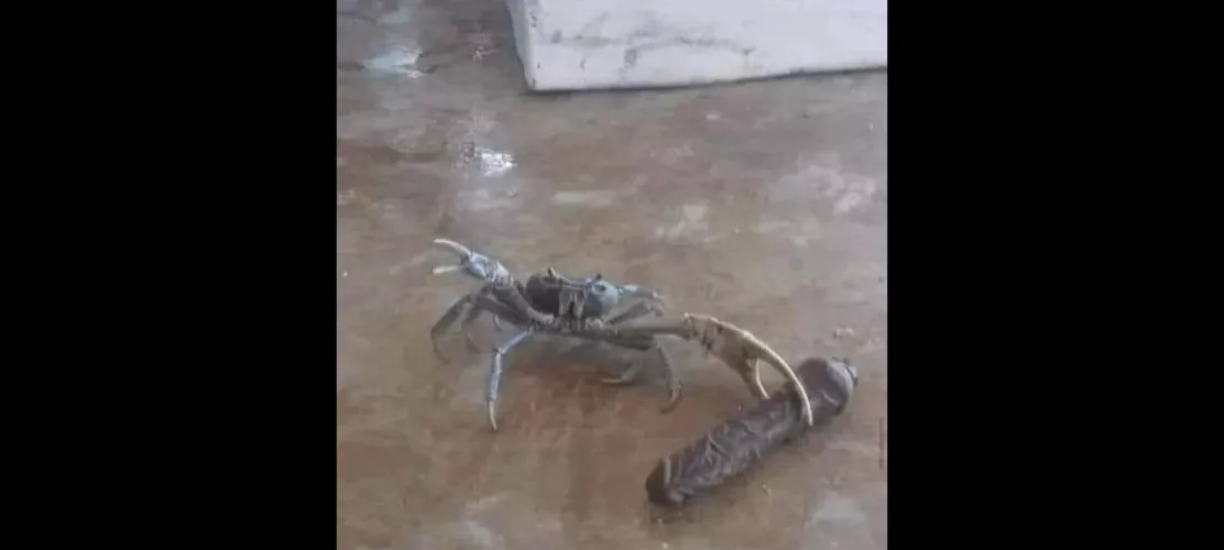 Crab girl caught with toy