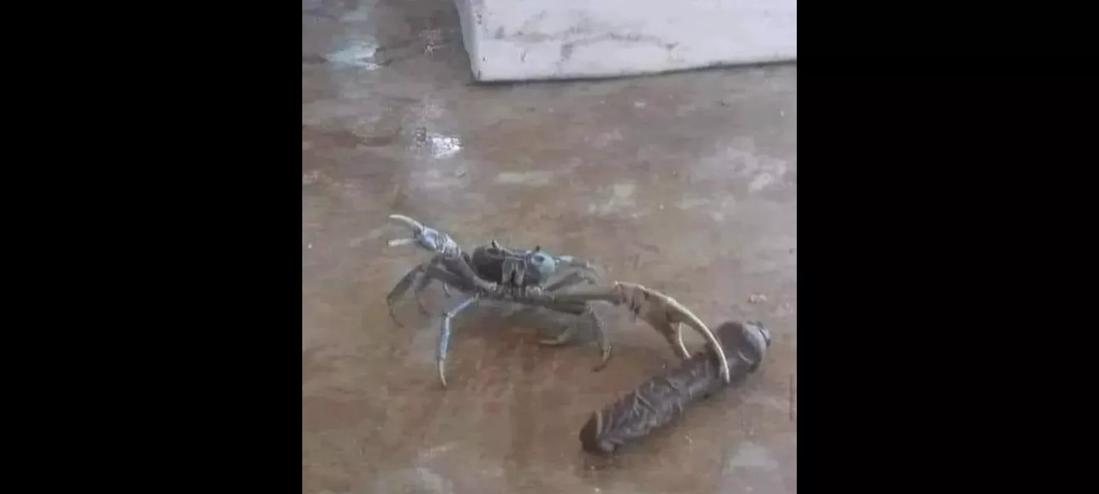 Crab girl caught with toy