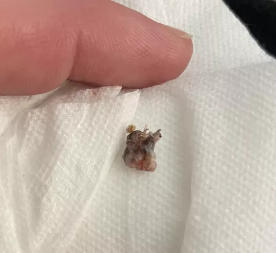 Was in the side of my pet rat. I live alone or I'd have taken a video- he's very squirmy. Left a nice little hole that'll heal up quickly. I think it's a left over abscess that I didn't catch somehow.