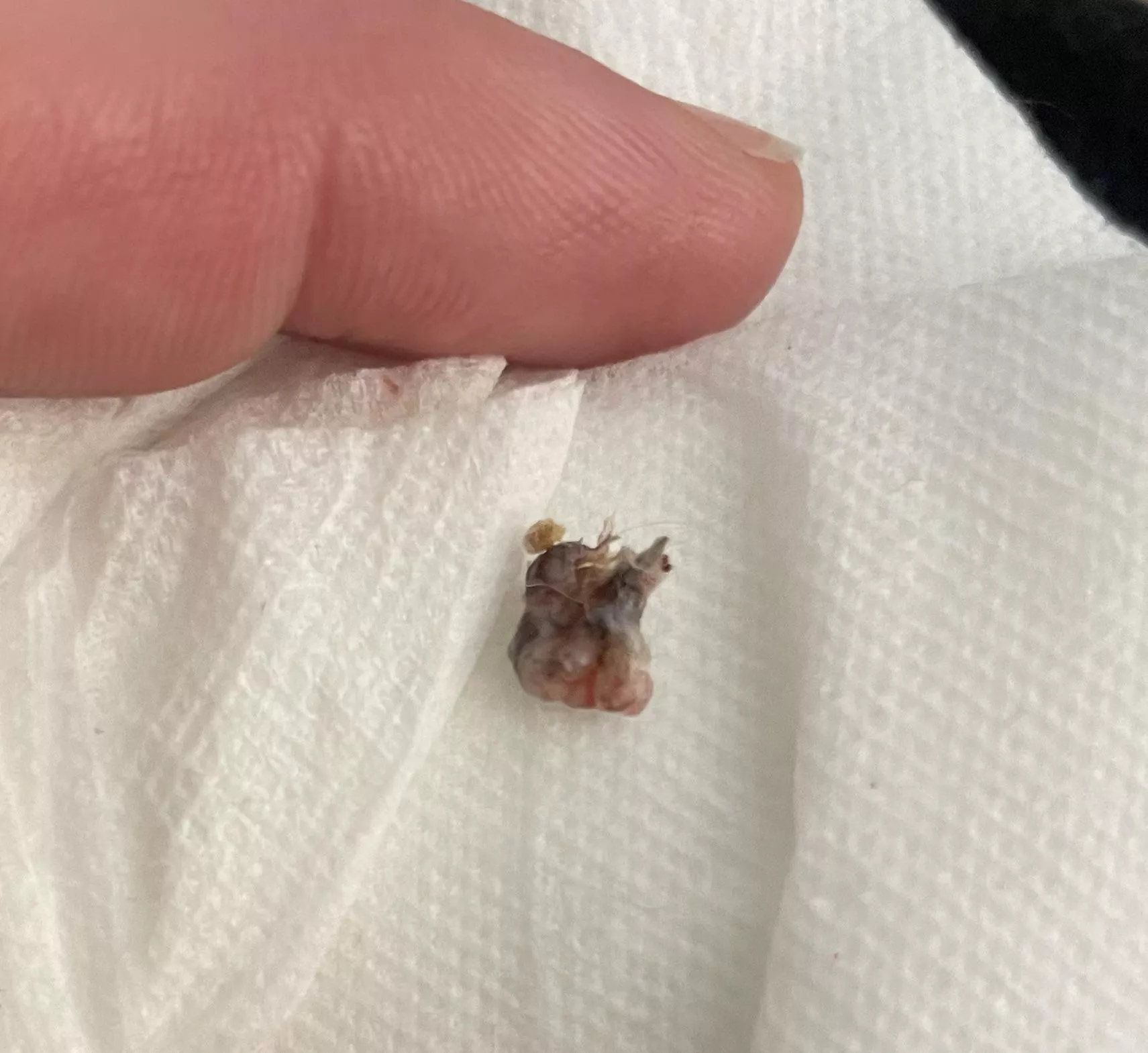 Was in the side of my pet rat. I live alone or I'd have taken a video- he's very squirmy. Left a nice little hole that'll heal up quickly. I think it's a left over abscess that I didn't catch somehow.