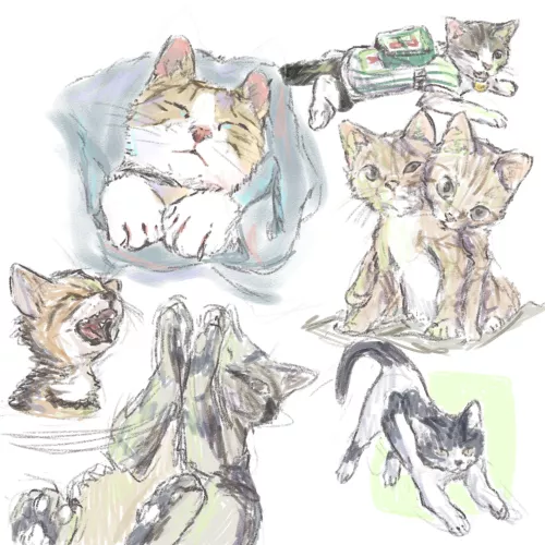 Cat practice