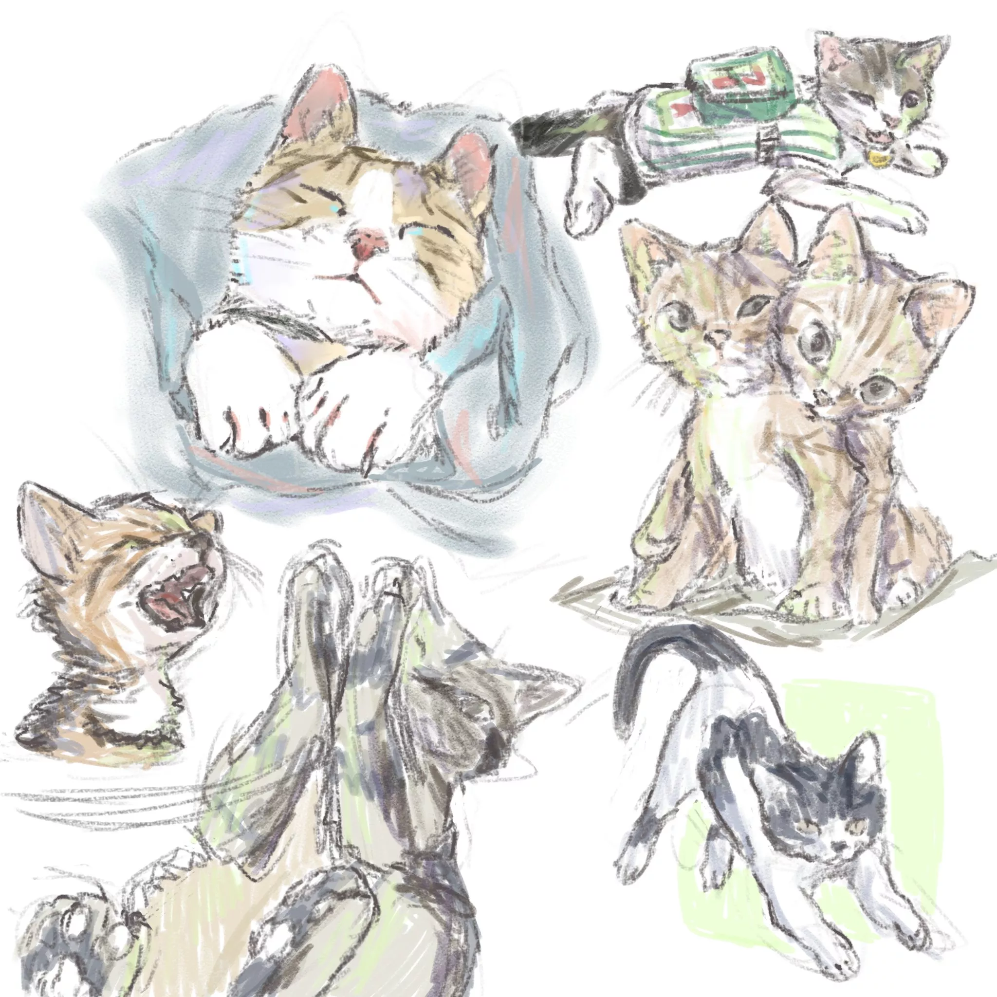 Cat practice