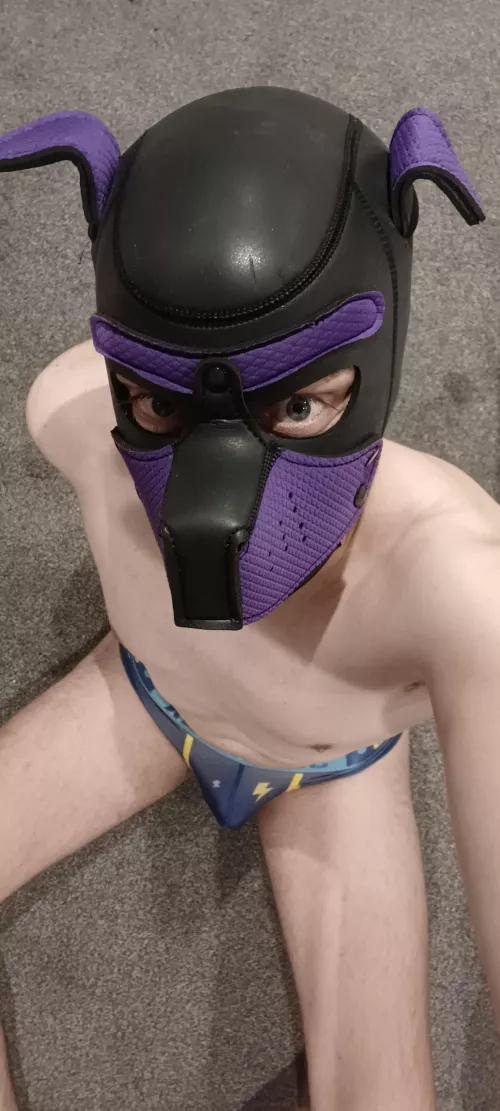 Don't mind me down here, just a pup hanging in his favorite briefs