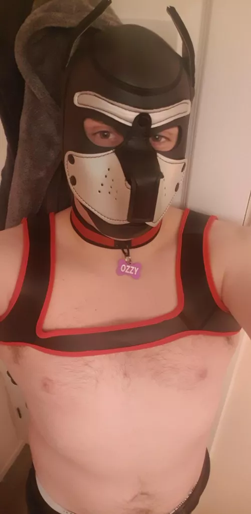 Pup with a tag