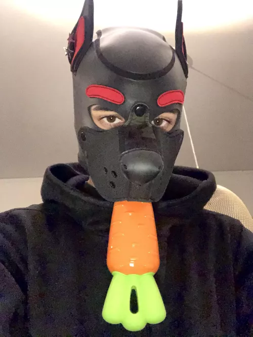 Took a peek in the dog shop today…